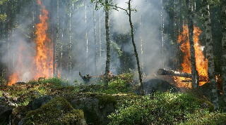 Oulx - Incendio boschivo tra Baldissero Canavese e Vidracco: denunciato un operaio