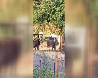 Torino - Cinghiali a Mirafiori: nuove segnalazioni e cresce la preoccupazione dei residenti