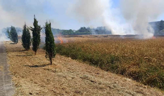 San Giusto Canavese -  Incendio nei campi: distrutti frutteti e grano, possibile causa un gesto incauto