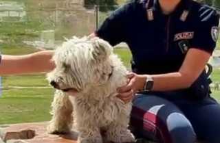 "Se non ti porto, non parto": la campagna contro l’abbandono degli animali torna per l’estate