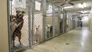 Torino - Incentivata l’adozione di cani anziani e malati: in arrivo sostegni per le famiglie accoglienti