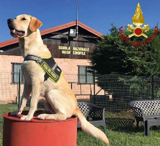 Volpiano - Inaugurato l’ampliamento della Scuola Nazionale Cinofili dei Vigili del Fuoco